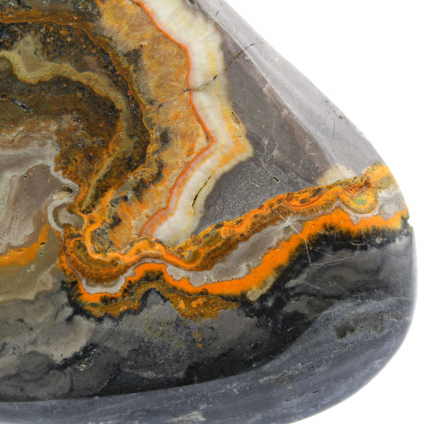 Bumblebee Jasper