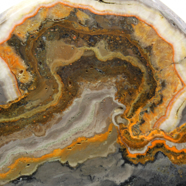 Bumblebee Jasper