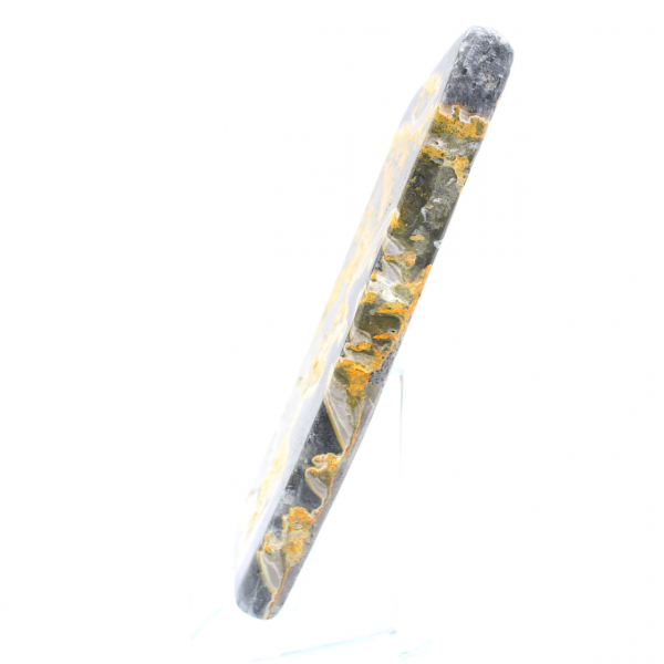 Bumblebee Jasper