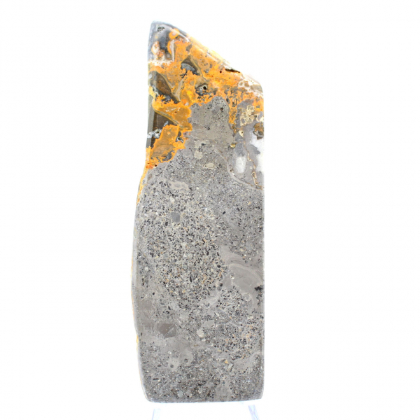 Bumblebee Jasper