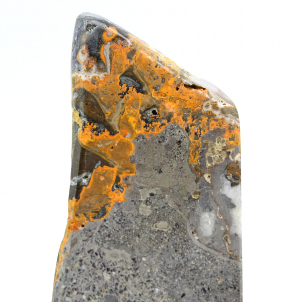 Bumblebee Jasper