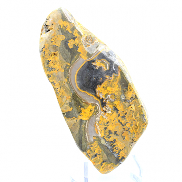 Bumblebee Jasper