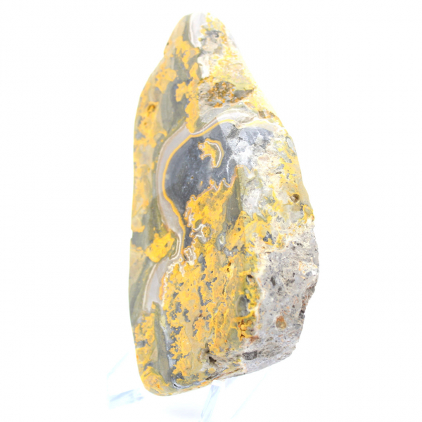 Bumblebee Jasper