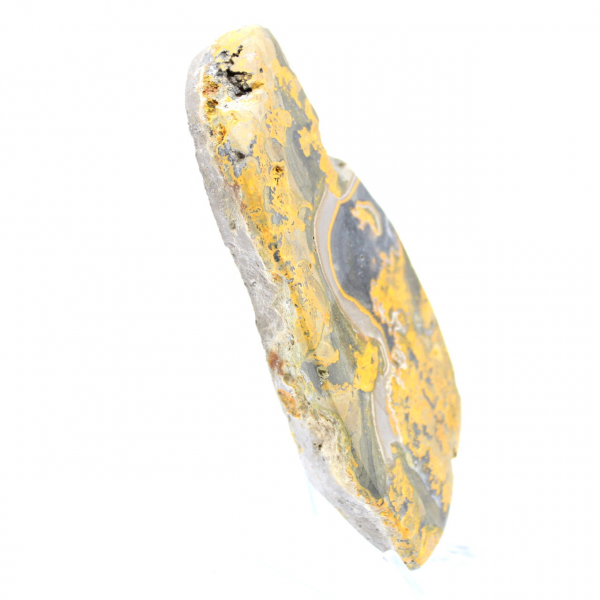 Bumblebee Jasper