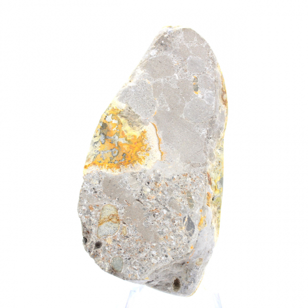 Bumblebee Jasper
