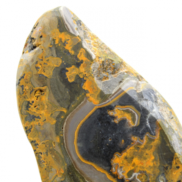 Bumblebee Jasper