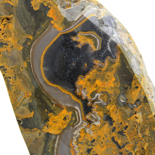 Bumblebee Jasper