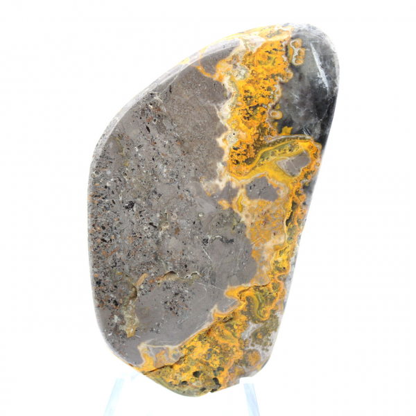 Bumblebee Jasper