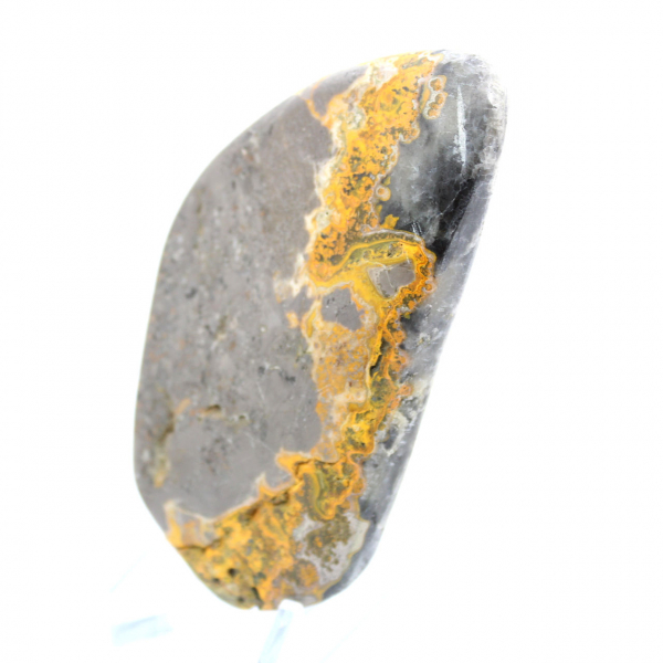 Bumblebee Jasper