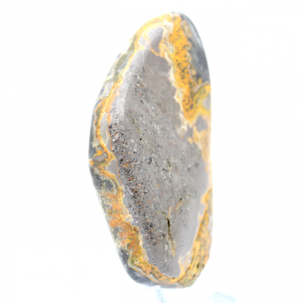 Bumblebee Jasper