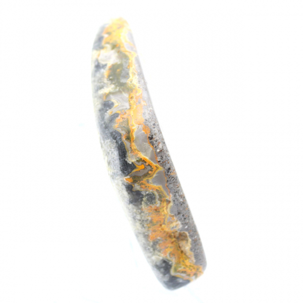 Bumblebee Jasper