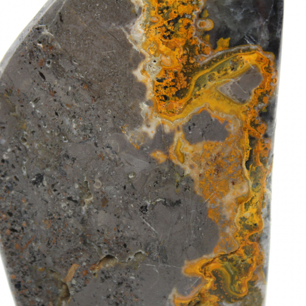 Bumblebee Jasper