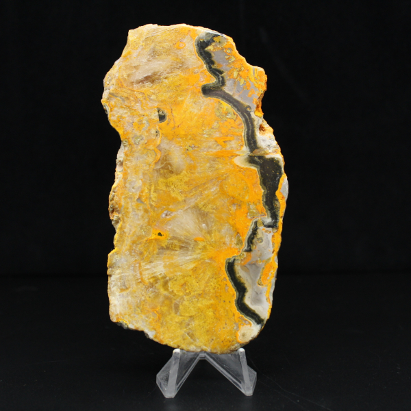 Bumblebee Jasper