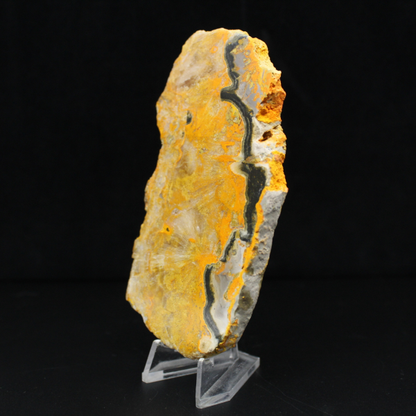 Bumblebee Jasper