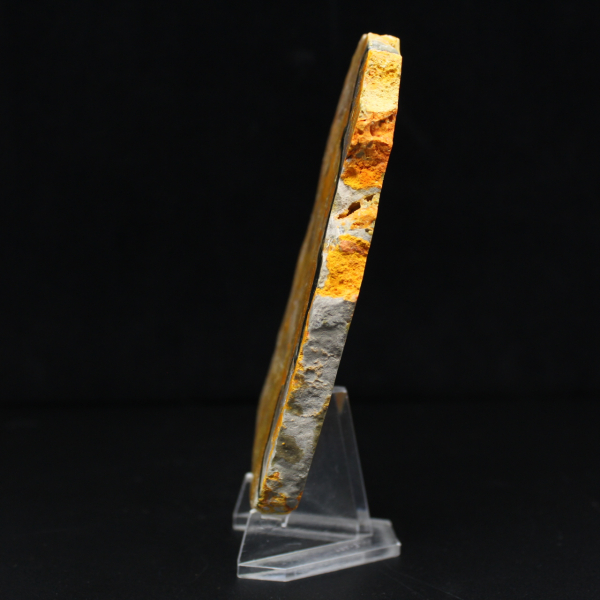 Bumblebee Jasper