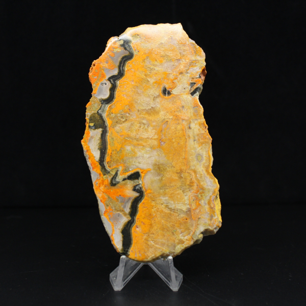 Bumblebee Jasper