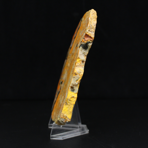 Bumblebee Jasper