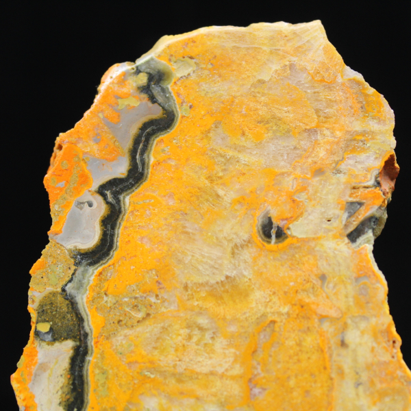 Bumblebee Jasper