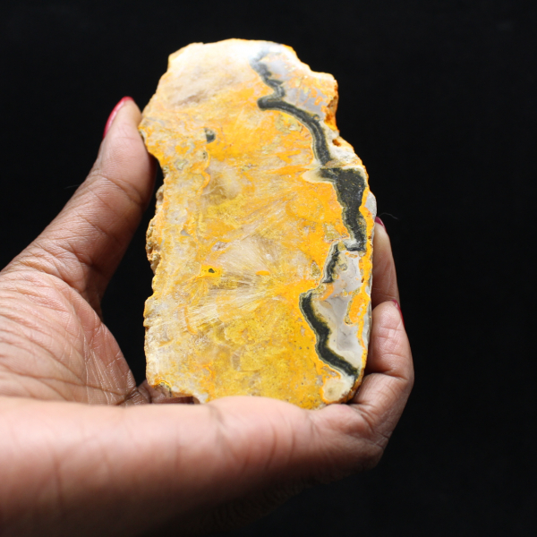 Bumblebee Jasper