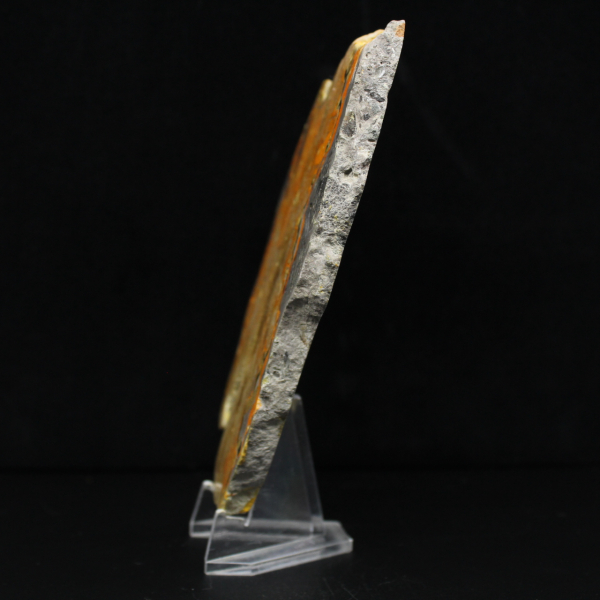 Bumblebee Jasper