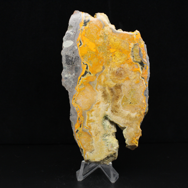 Bumblebee Jasper