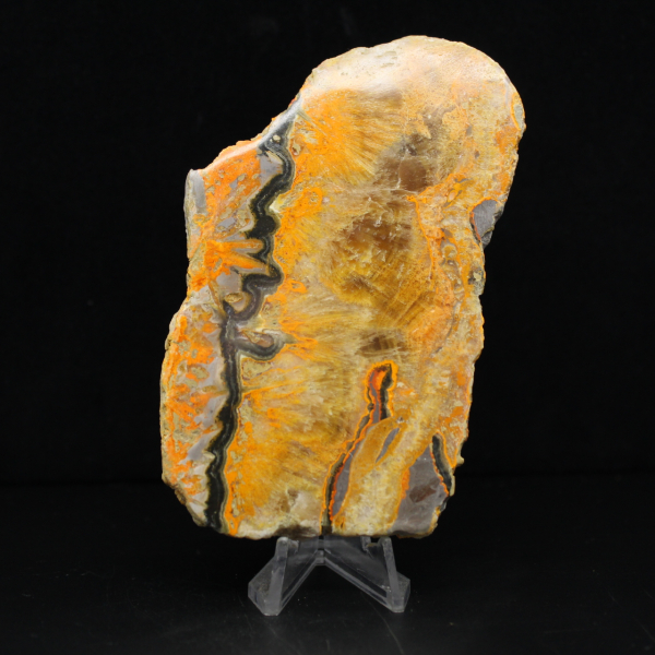 Bumblebee Jasper
