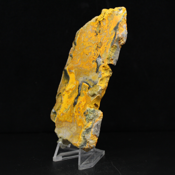 Bumblebee Jasper