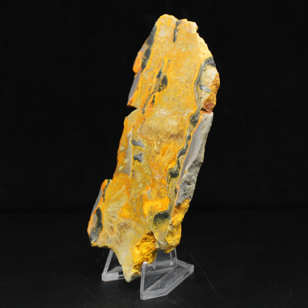 Bumblebee Jasper