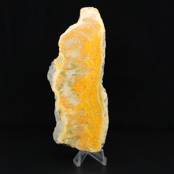 Gepolijste plak Indonesische Hommeljaspis