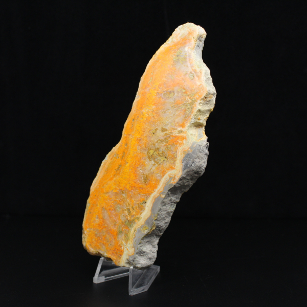 Gepolijste plak Indonesische Hommeljaspis