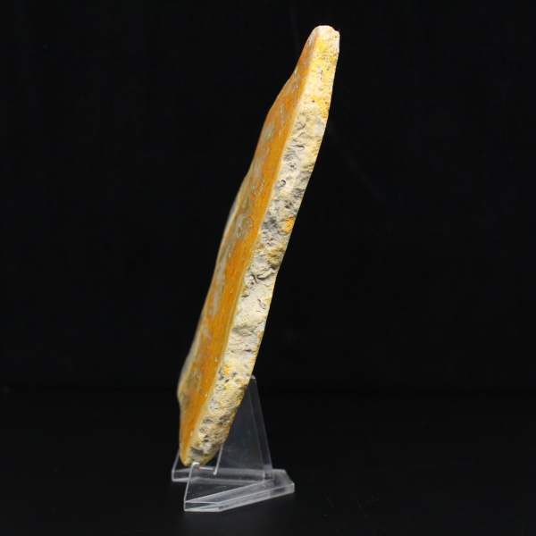 Gepolijste plak Indonesische Hommeljaspis