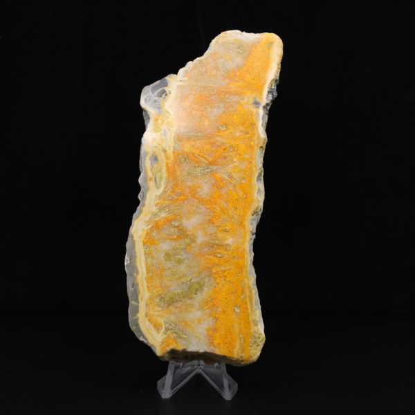 Dikke plak Indonesische hommeljaspis