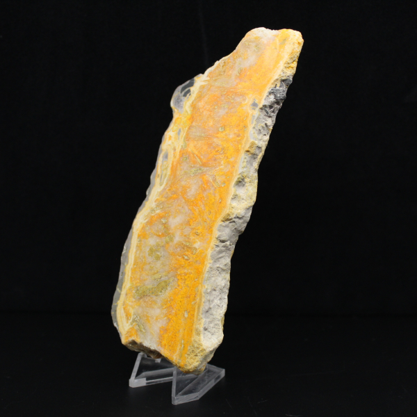 Dikke plak Indonesische hommeljaspis