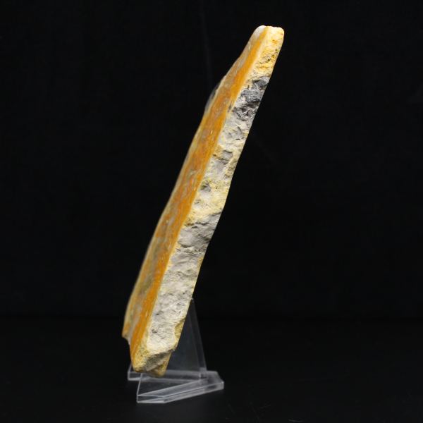 Dikke plak Indonesische hommeljaspis