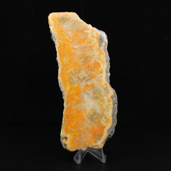 Dikke plak Indonesische hommeljaspis