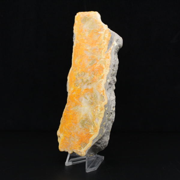 Dikke plak Indonesische hommeljaspis