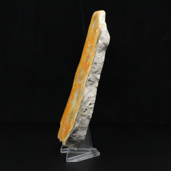 Dikke plak Indonesische hommeljaspis