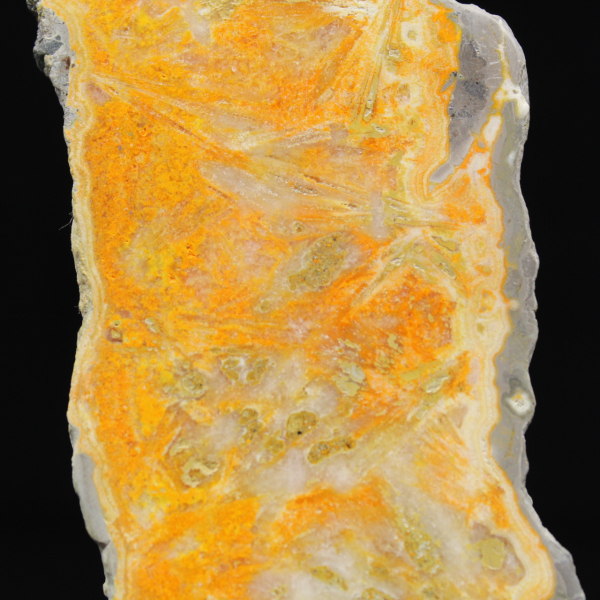 Dikke plak Indonesische hommeljaspis