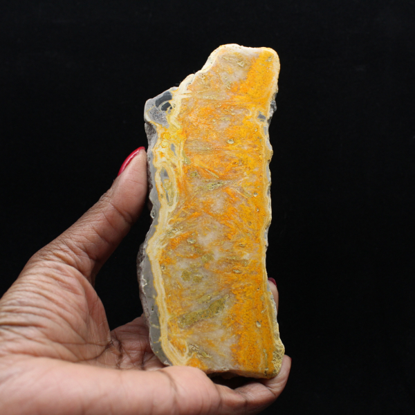 Dikke plak Indonesische hommeljaspis