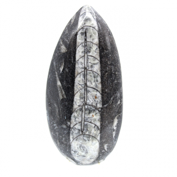 Fossiele orthoceras uit Marokko