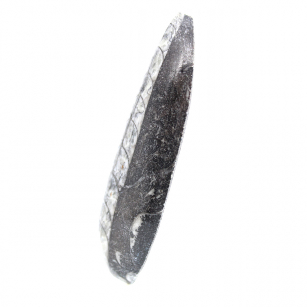 Fossiele orthoceras uit Marokko