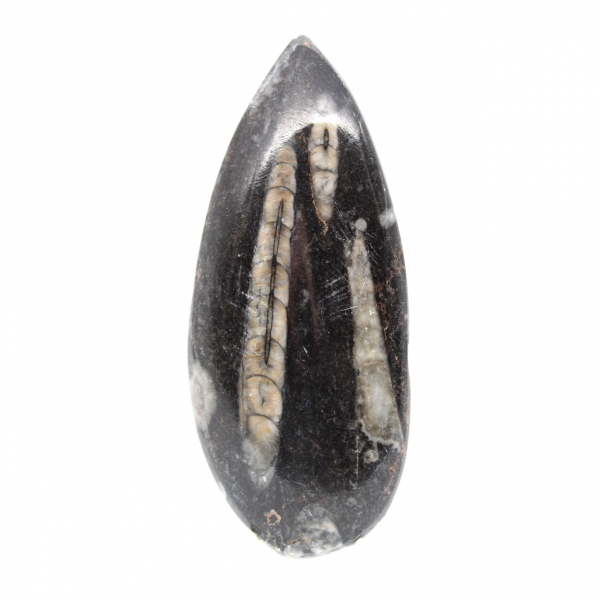 Fossiele orthoceras uit Marokko