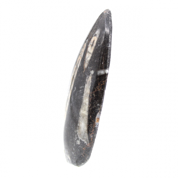 Fossiele orthoceras uit Marokko