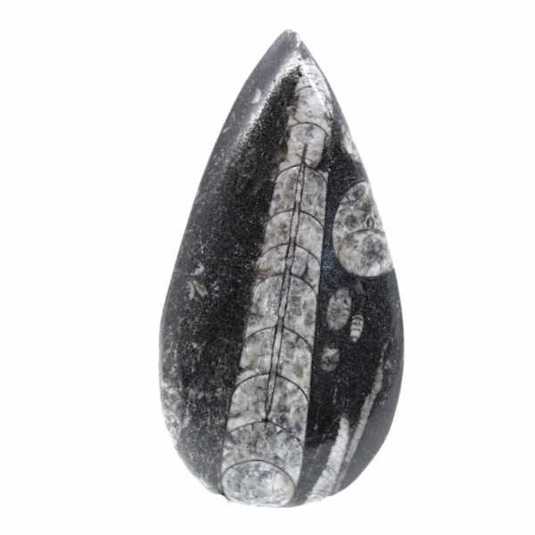 Fossiele Orthoceras