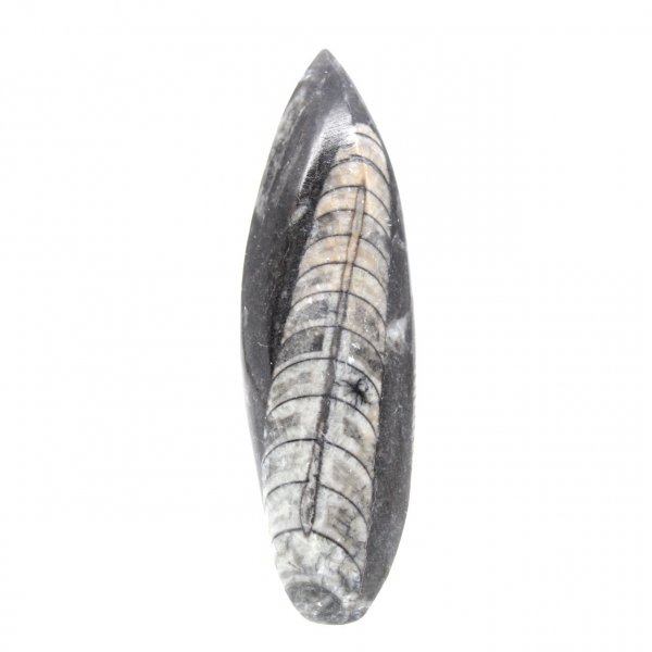 Fossiele orthoceras uit Marokko
