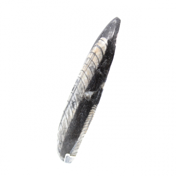Fossiele orthoceras uit Marokko