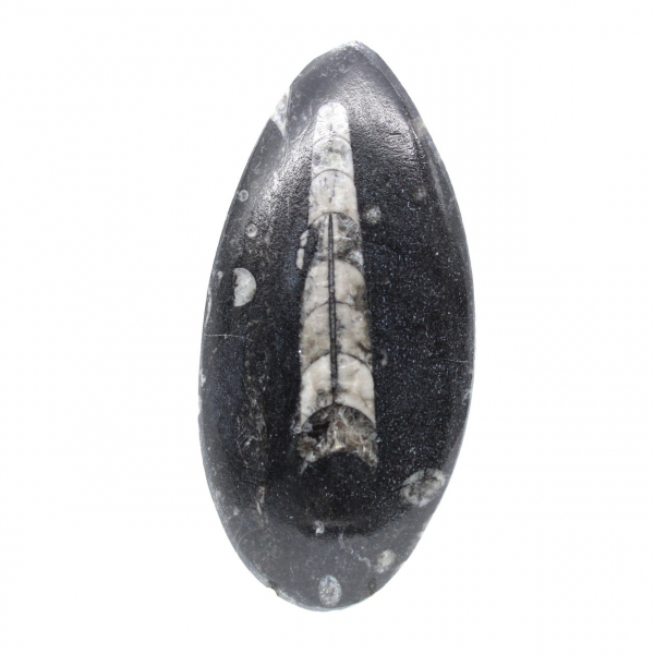 Fossiele orthoceras uit Marokko