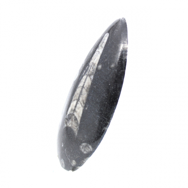 Fossiele orthoceras uit Marokko