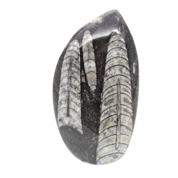 Fossiele Orthoceras