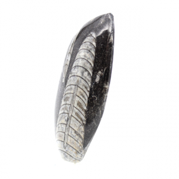 Fossiele Orthoceras